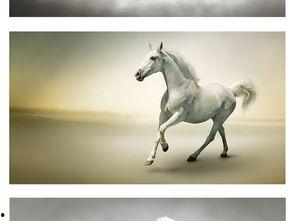 演员马背景资料