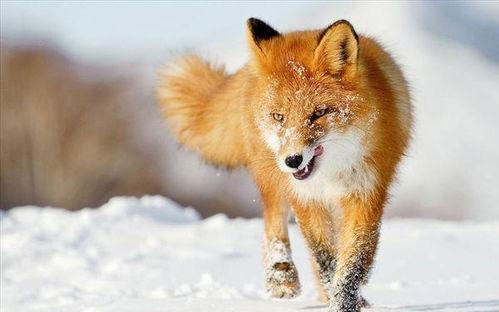狐狸相关资料,狐狸的生存智慧与神秘魅力揭秘