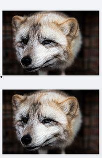 狐狸相关资料,狐狸的生存智慧与神秘魅力揭秘