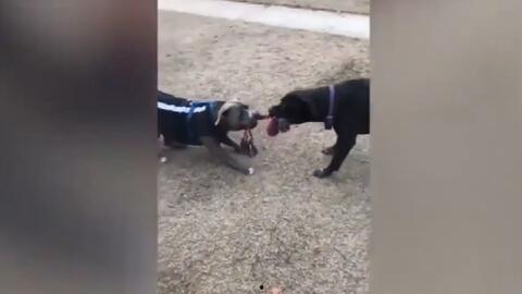 搞笑相争视频,笑到肚子疼的瞬间