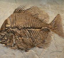 鱼化石的图片,鱼化石的奥秘与演变历程